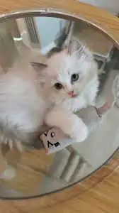 قط ابيض شيرازي عمر شهرين 0