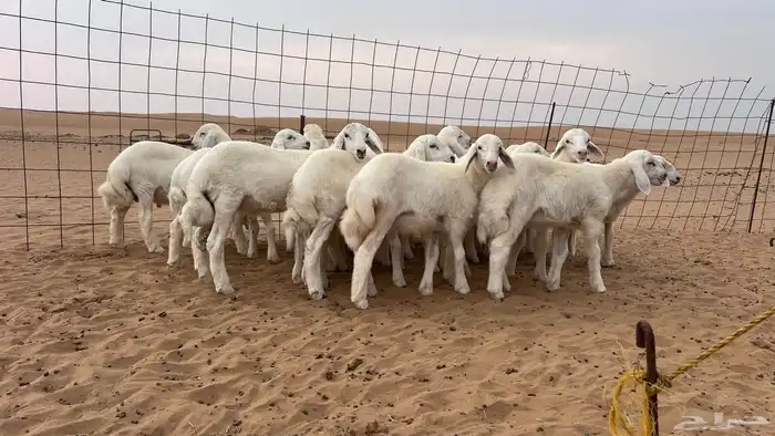 بهم إنتاج المراح الموقع المظيلف دوقه 1