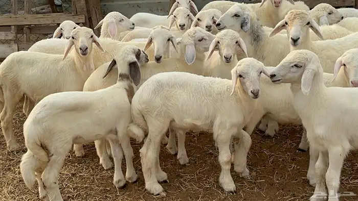 بهم تربيه مراح واحد طرف وشعره بيضاء وفل شحم( تم البيع ) 1