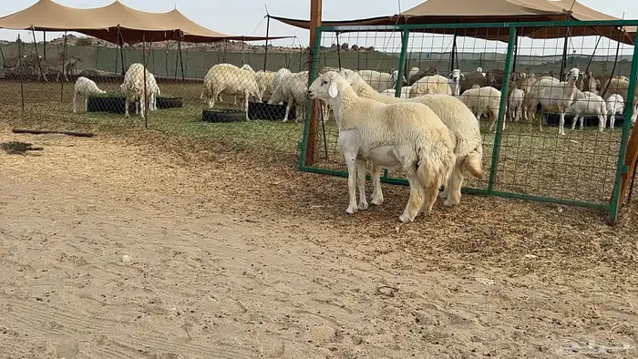 فحل حري 22