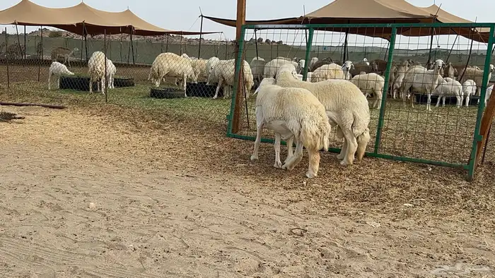 فحل حري 16