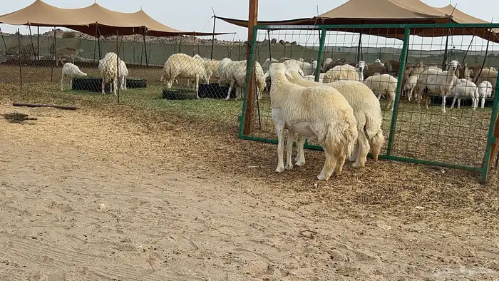 فحل حري 18