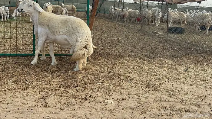 فحوله حريه صنف 8