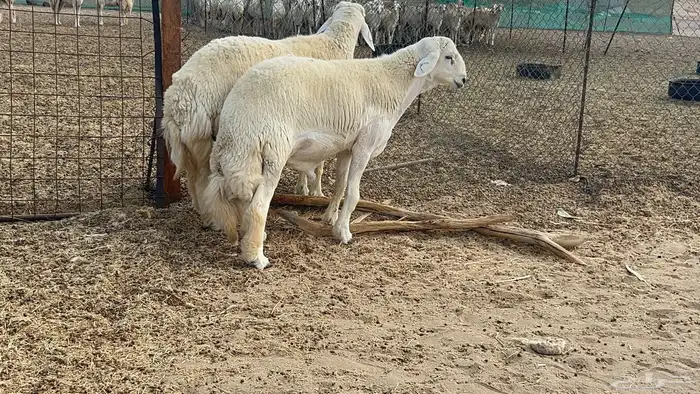 فحل حري 4