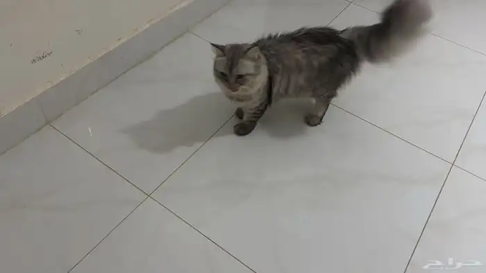 قط للتبني 0