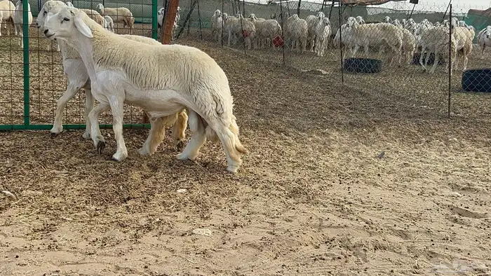 فحوله حريه صنف 9