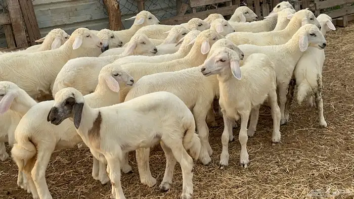 بهم تربيه مراح واحد طرف وشعره بيضاء وفل شحم( تم البيع ) 3