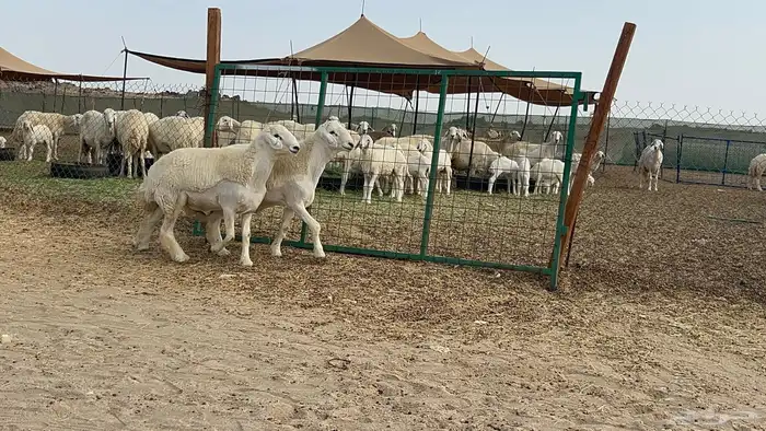 فحوله حريه صنف 24