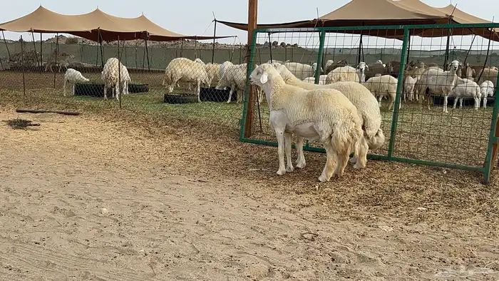 فحل حري 20