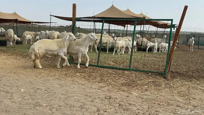 فحل حري 26