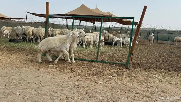 فحوله حريه صنف 23