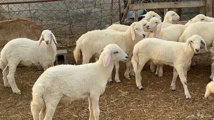 بهم تربيه مراح واحد طرف وشعره بيضاء وفل شحم( تم البيع ) 2