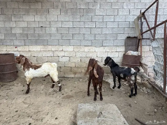تيوس للبيع 3