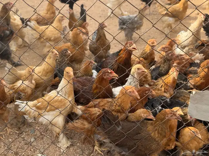 للبيع دجاج براهما اصل اللوان مشكلة 1