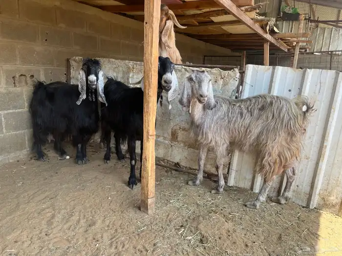 معزا عوارض..تم البيع 3