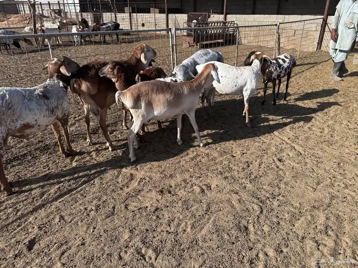 رخال وطليان برابر ولاد الديرة- تم البيع 1