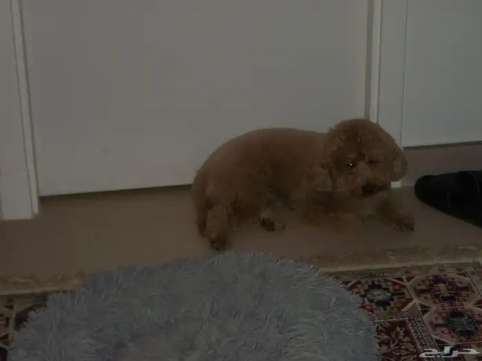 fujifilm jv90 finepix كاميرا ديجيتال. 6