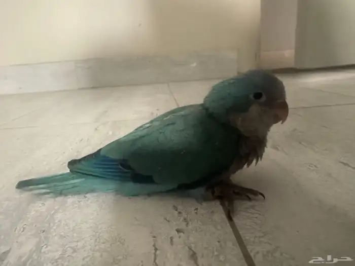 كويكر للبيع على السوم 0