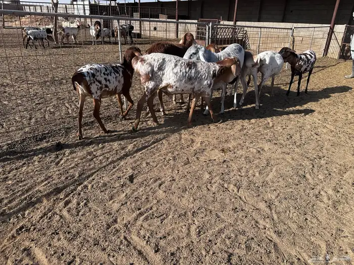 رخال وطليان برابر ولاد الديرة- تم البيع 3