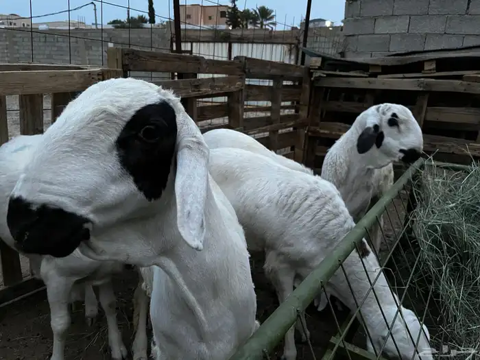طليان للبيع 3