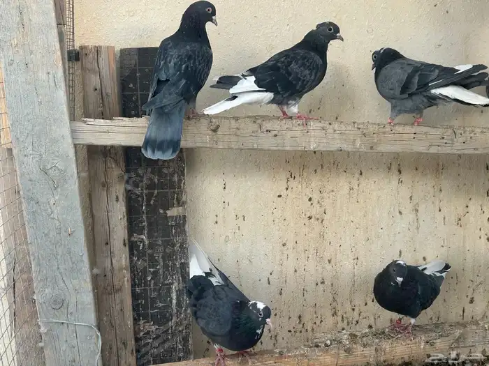 حمام قلابي 0