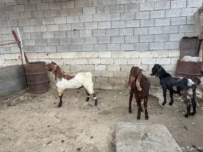 تيوس للبيع 2