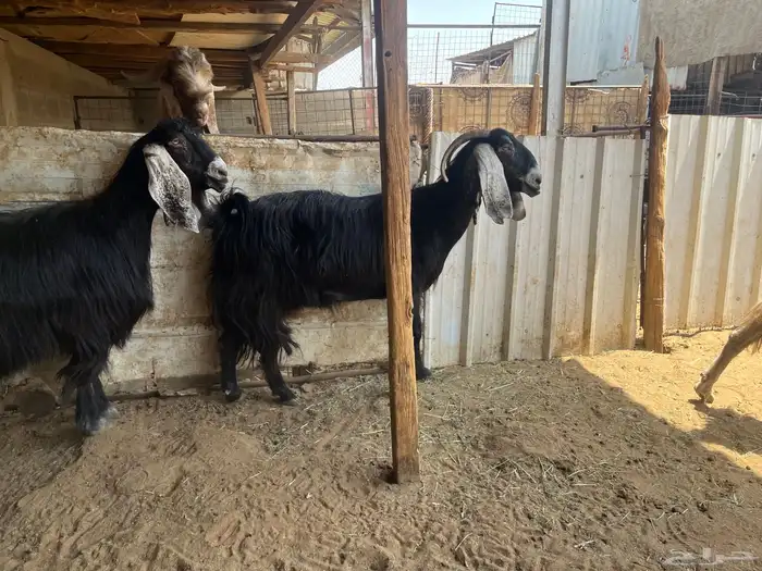 معزا عوارض..تم البيع 6