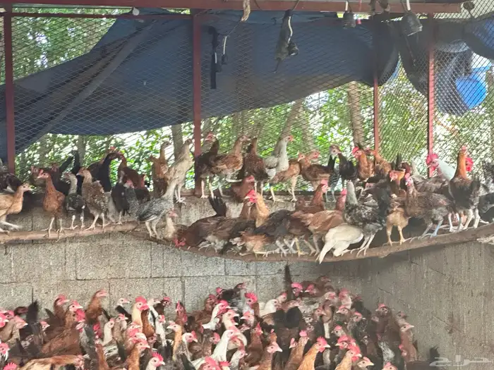 ديوك بلدي وفيومي 3 شهور للبيع 3