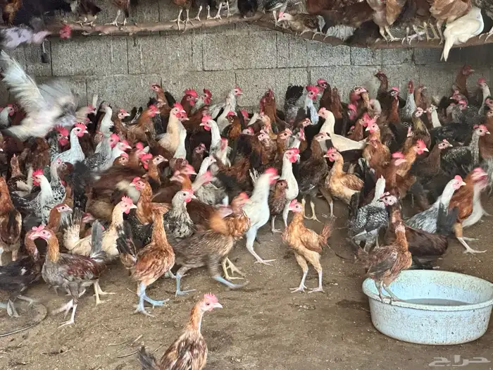 ديوك بلدي وفيومي 3 شهور للبيع 4