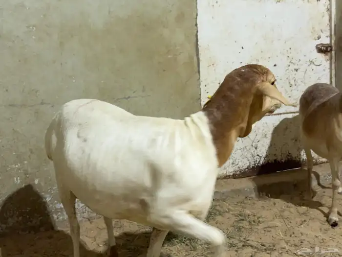 2 شاه برابر 1