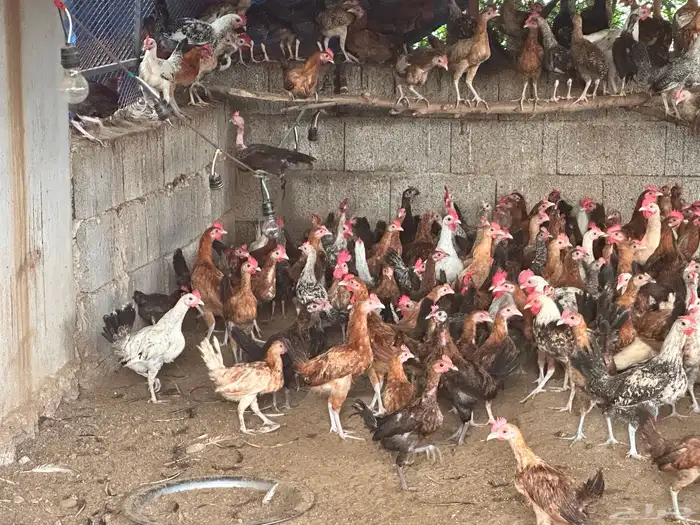 ديوك بلدي وفيومي 3 شهور للبيع 1