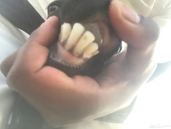 ماعز للبيع 5