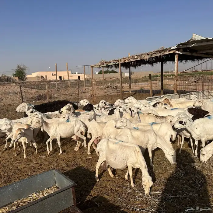 للبيع غنم رفيد دفيع واصل جروم طيبه 0