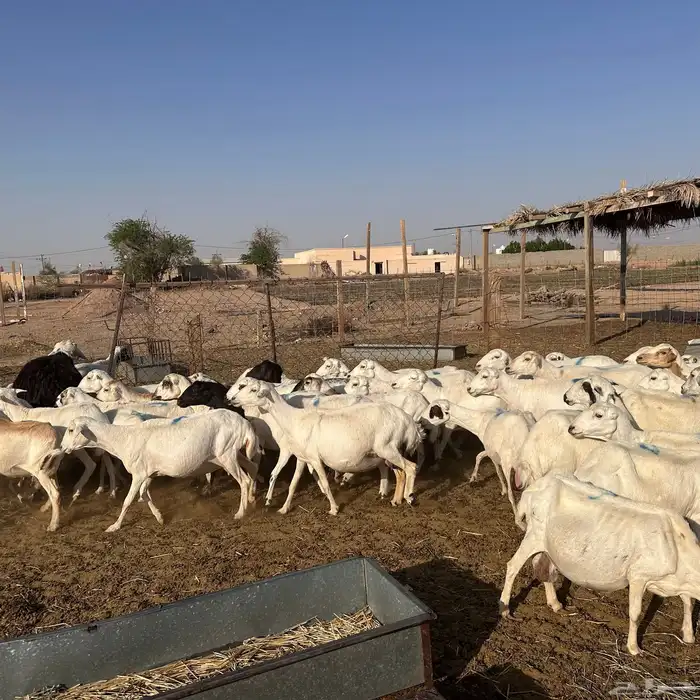 للبيع غنم رفيد دفيع واصل جروم طيبه 1