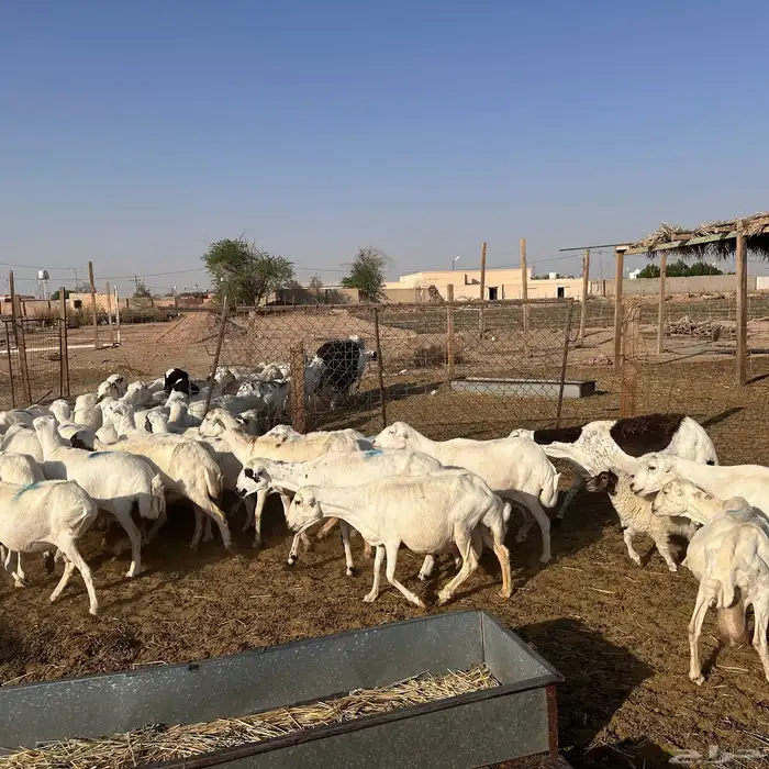 للبيع غنم رفيد دفيع واصل جروم طيبه 5