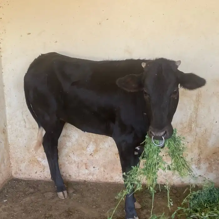 عجلة عمرها 3 سنوات تقريبا 2
