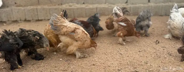 للبيع دجاج براهما اصل اللوان مشكلة 6