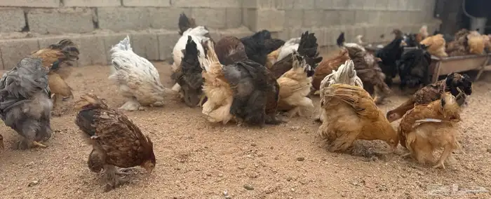 للبيع دجاج براهما اصل اللوان مشكلة 5