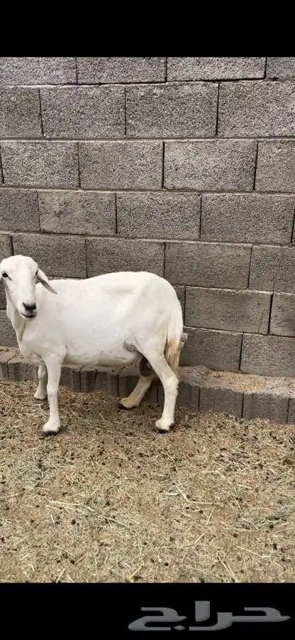 6 بفحلها 2