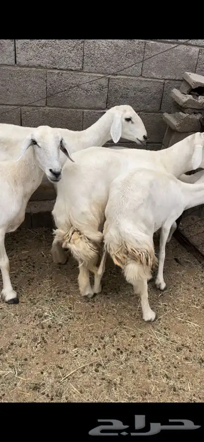 6 بفحلها 3