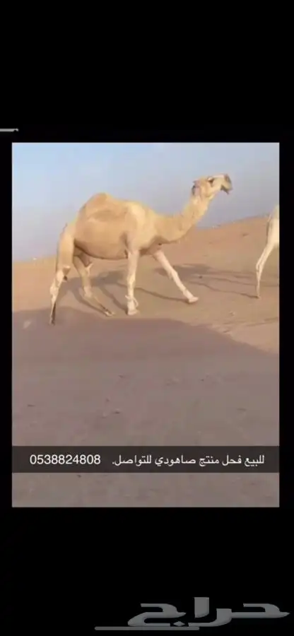 بعير صاهودي منتج للتواصل رقم الجوال 0
