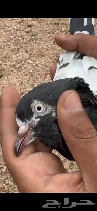 حمام باكستاني تيدي 0