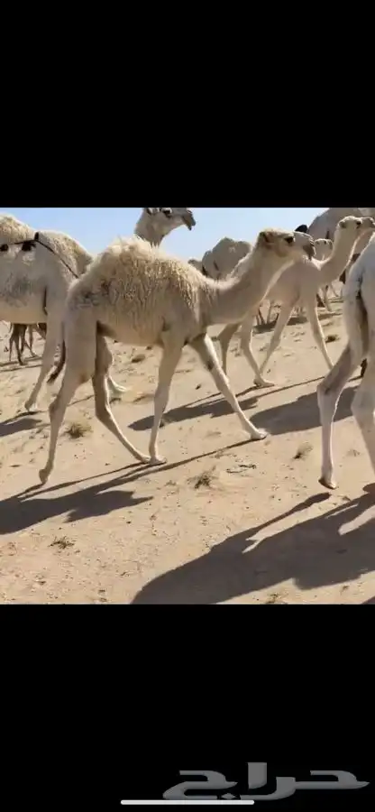 بعير صاهودي منتج للتواصل رقم الجوال 5