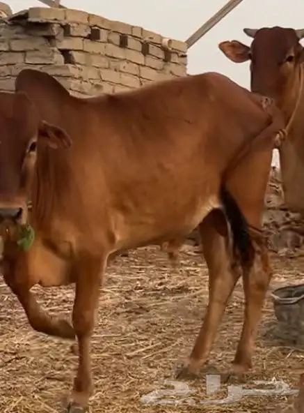 حسلان بلدي 0