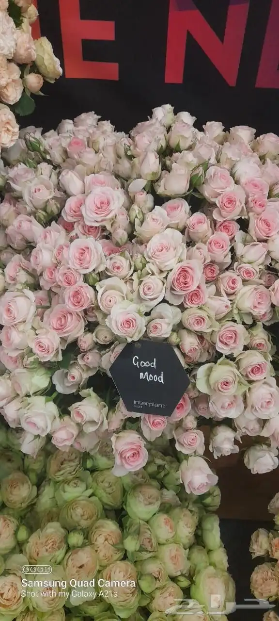 ورد كيني جملة الجملة ( استيراد ) 1