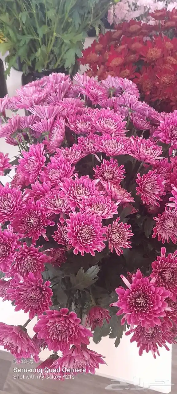 ورد كيني جملة الجملة ( استيراد ) 11