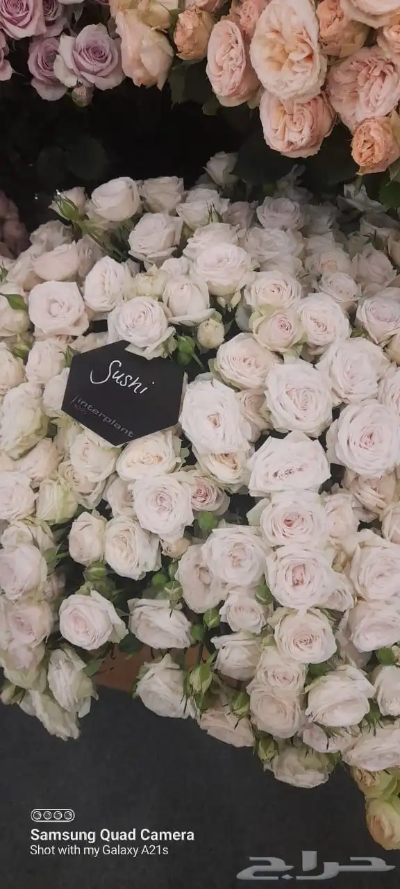 ورد كيني جملة الجملة ( استيراد ) 7