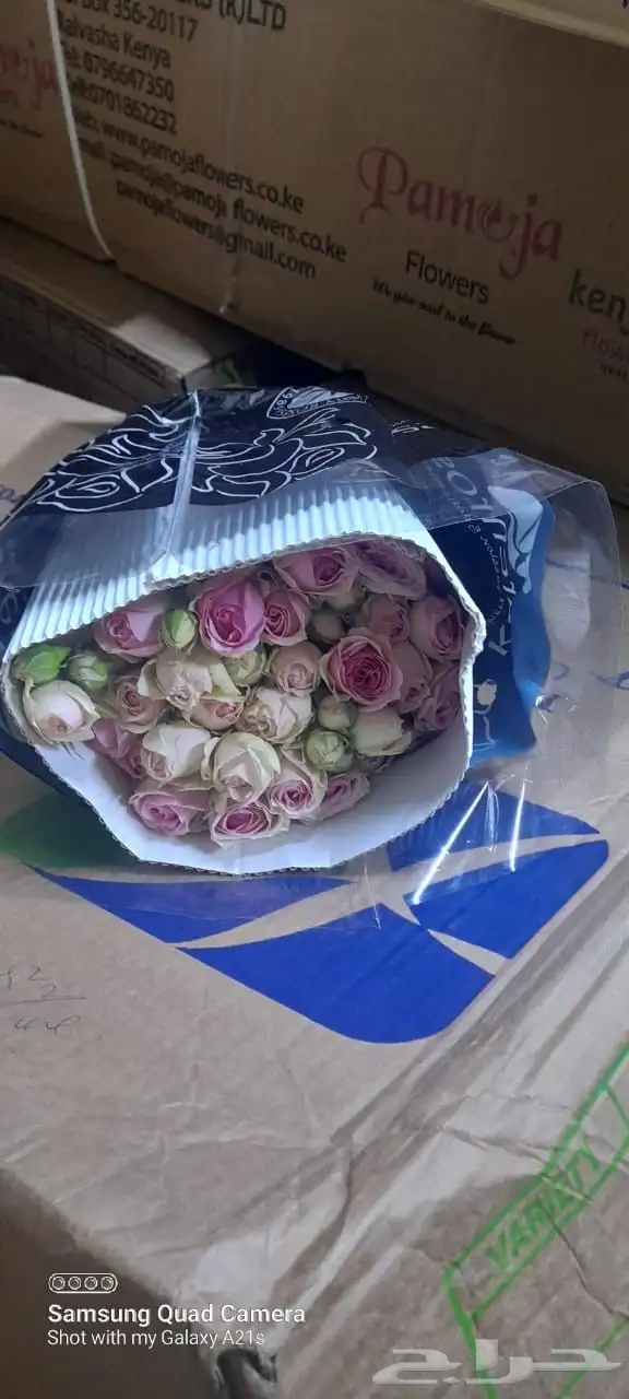 ورد كيني جملة الجملة ( استيراد ) 22