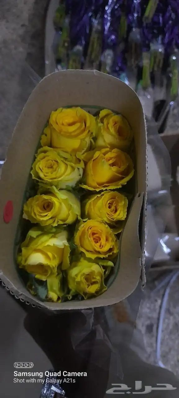 ورد كيني جملة الجملة ( استيراد ) 19