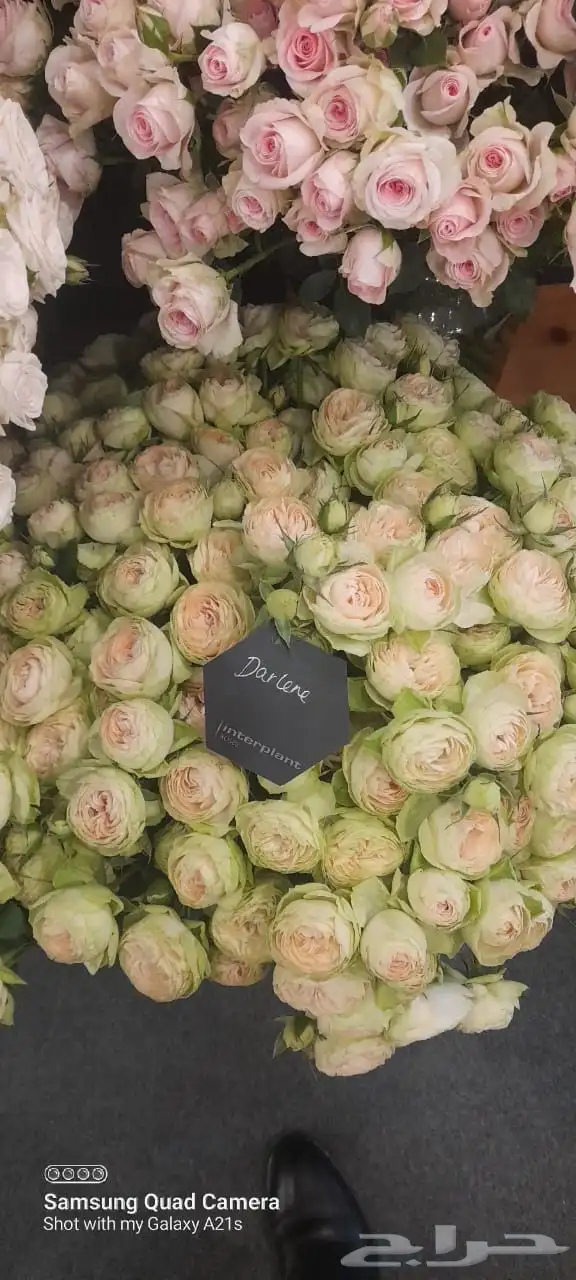 ورد كيني جملة الجملة ( استيراد ) 3